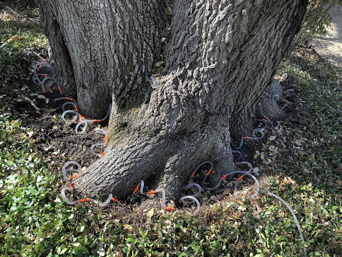 Detailed Tree Cabling and Bracing job site in Antonito